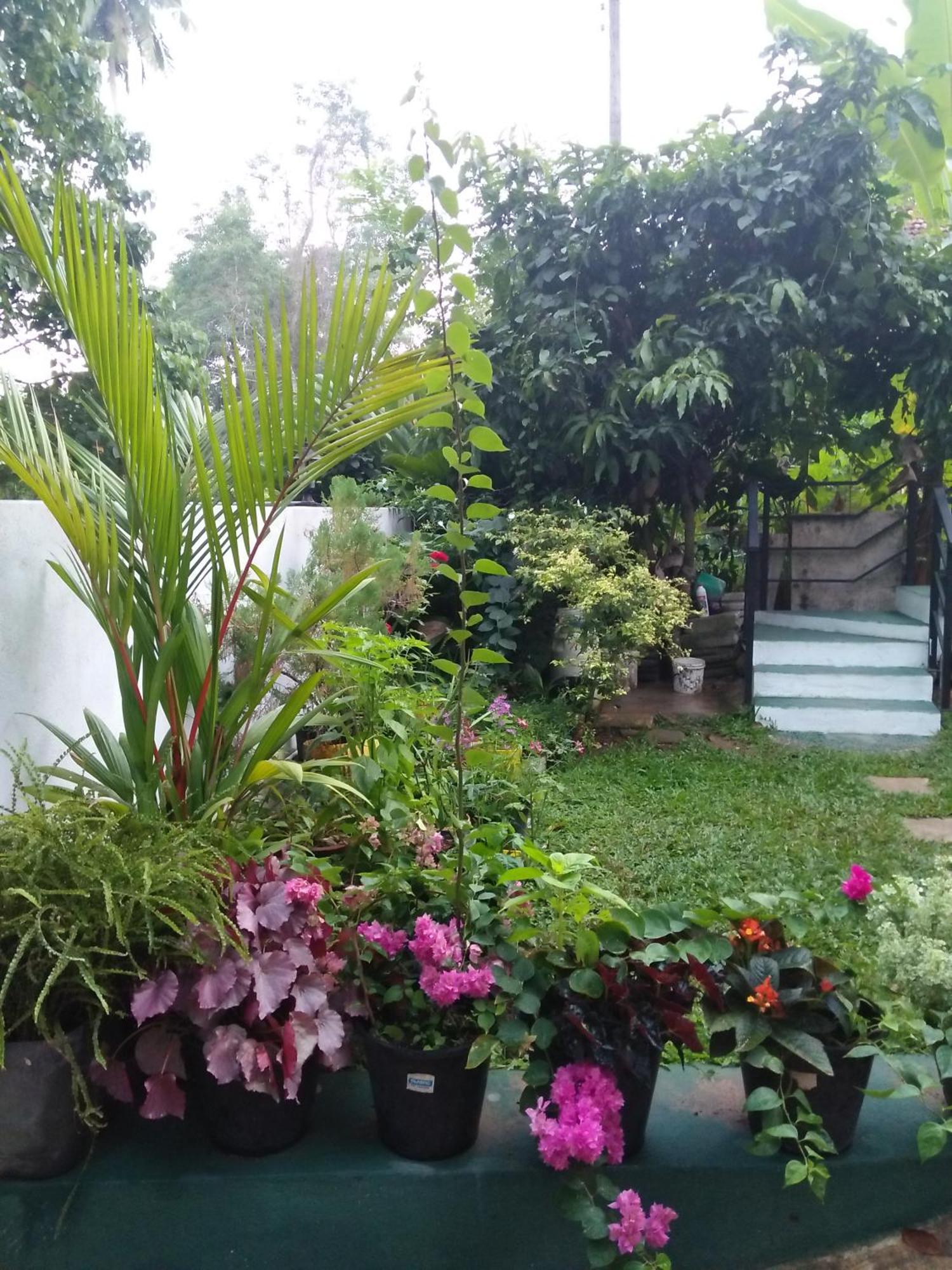 Jungle View One Bedroom Private Apartment